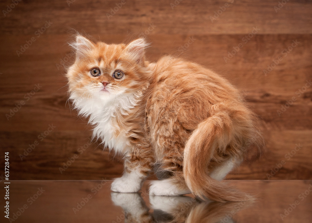 red highland kitten on mirror and wooden texture red highland kitten on mirror and wooden texture
