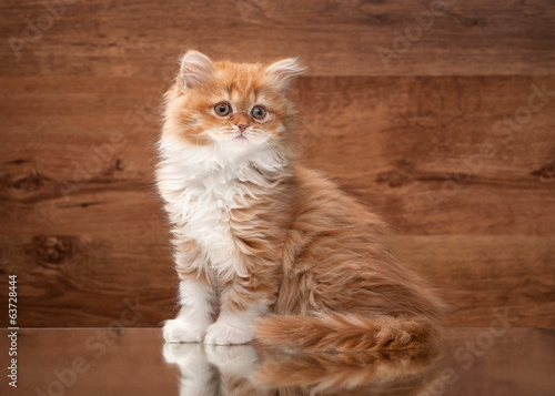 red highland kitten on mirror and wooden texture © dionoanomalia