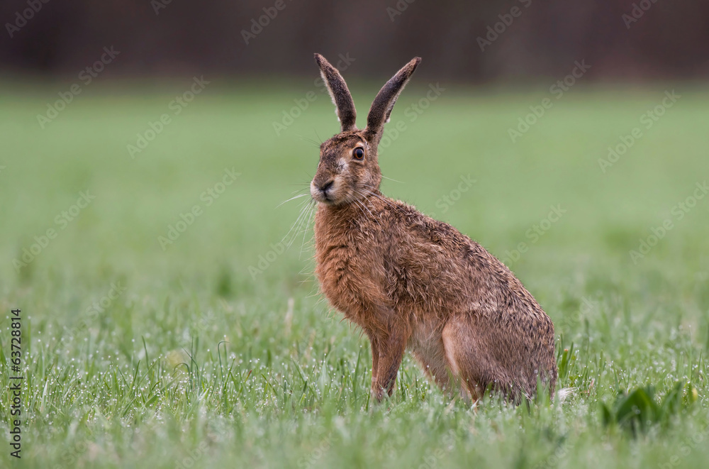Naklejka premium Hare
