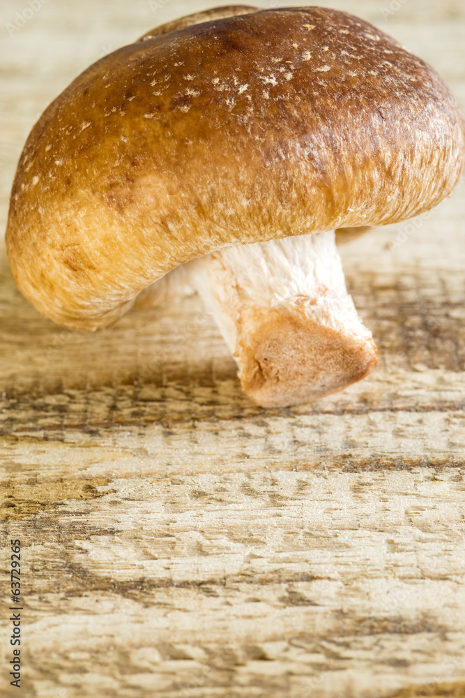 Fototapeta premium Shiitake Pilz