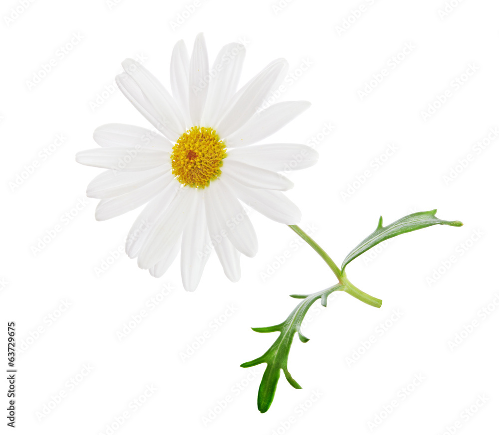 Fototapeta premium Chamomile flower