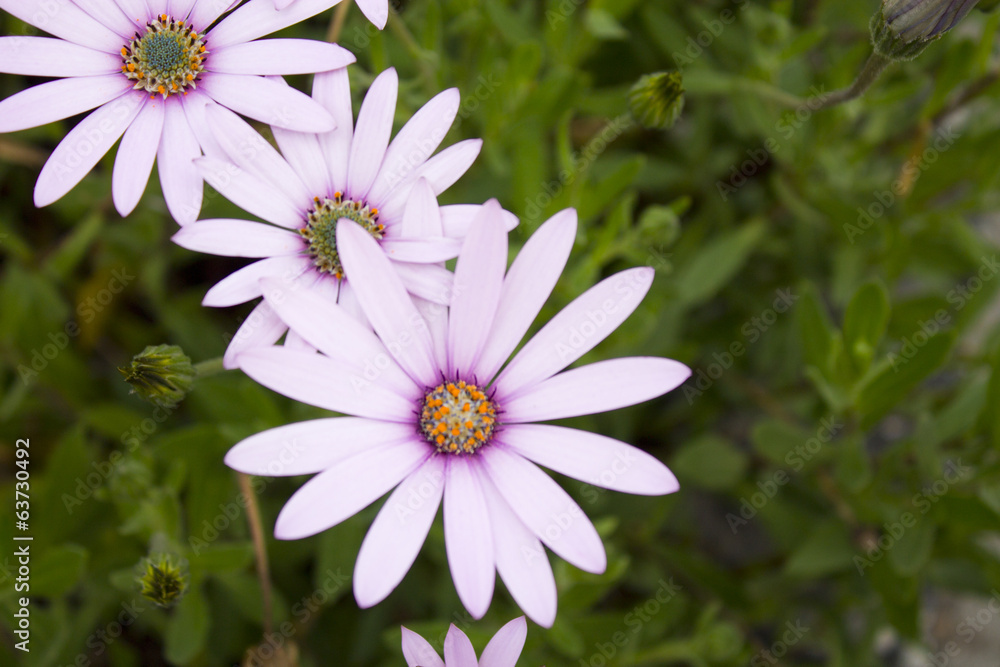 Obraz premium lilac daisy