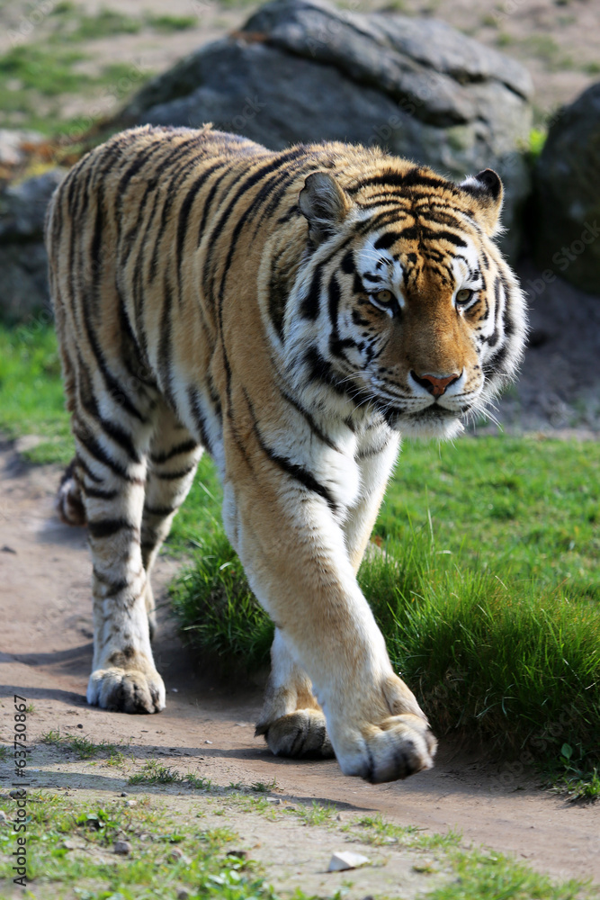 Obraz premium Sibirischer Tiger