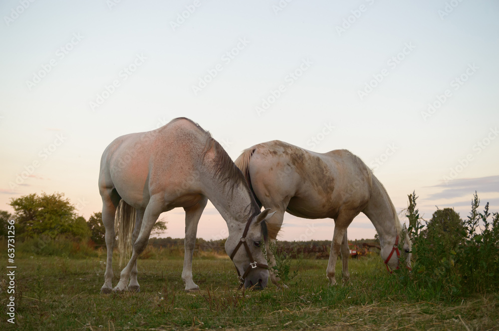 horse horse