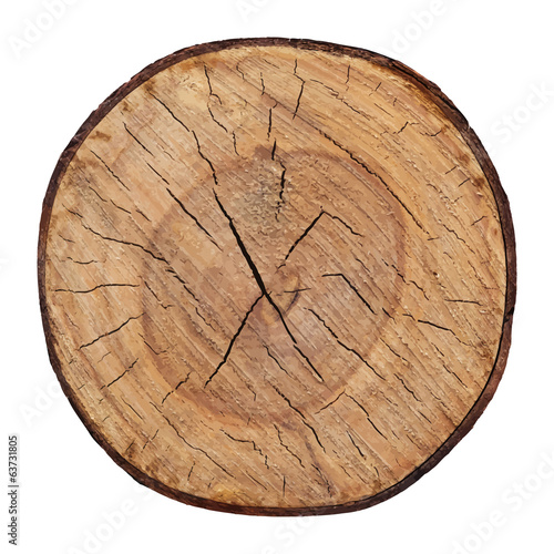 Wood texture of cutted tree trunk vector