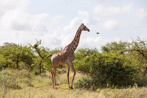 Giraffe