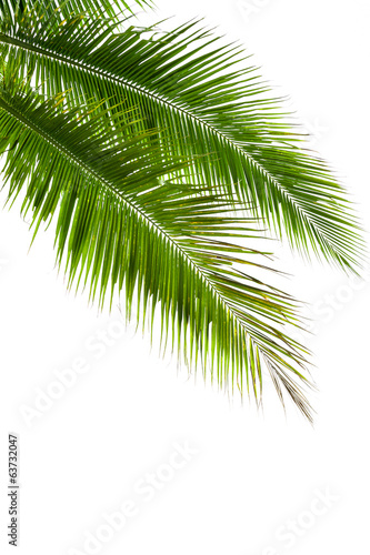 Leaves of coconut tree isolated on white background