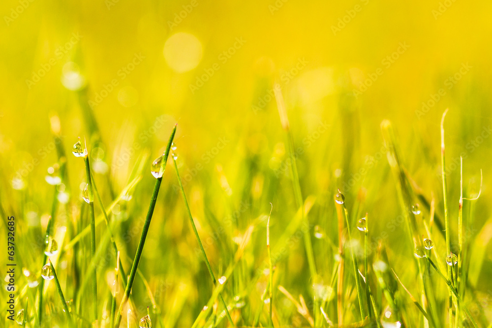 Grass