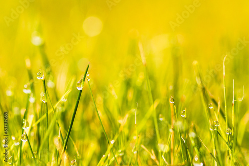 Obraz na płótnie Grass w salonie