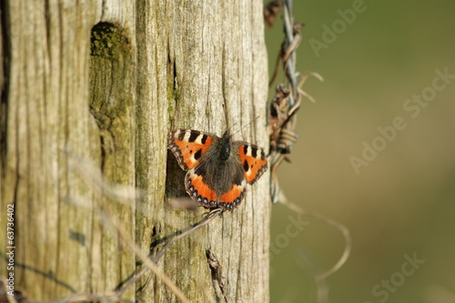 Petite tortue ou vanesse de l'ortie (aglais urticae) photo