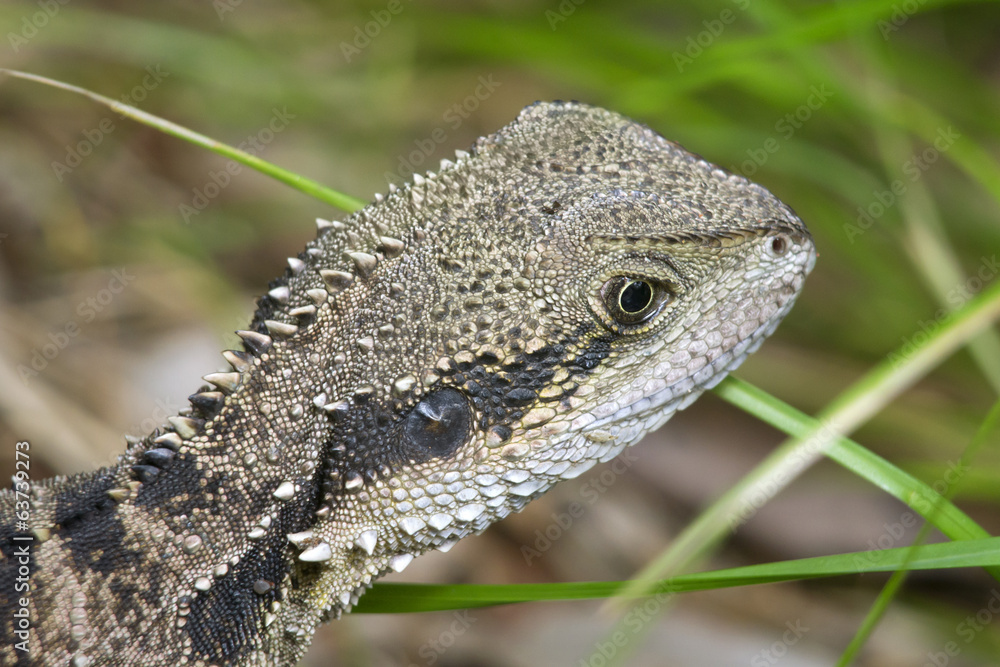 Obraz premium Lizard