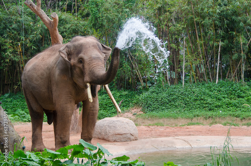 Sticker Elephant make water spray - Nature shower