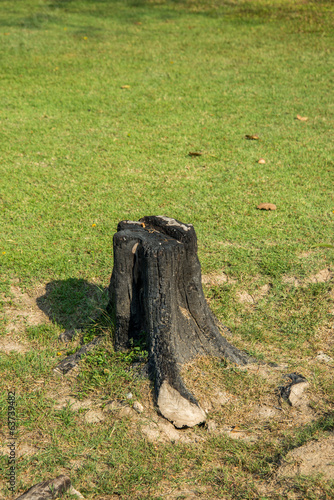 stump on green grass