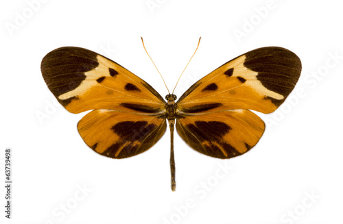 tropical batterfly collection Melinaea mnasias comma