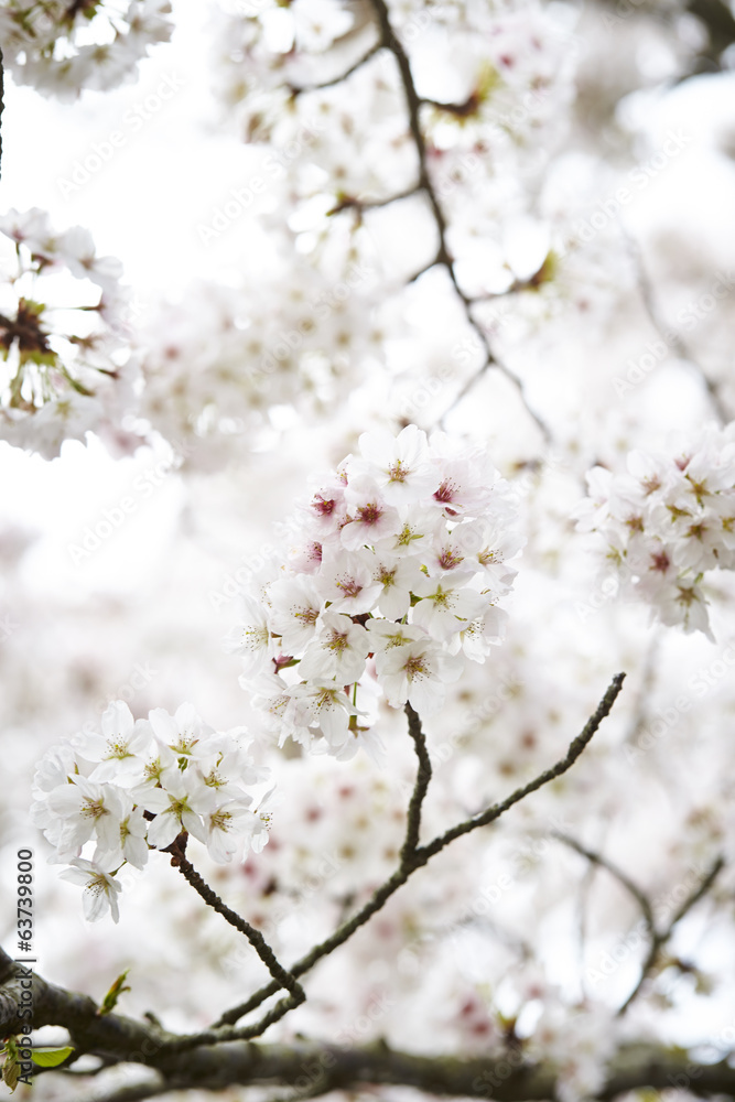 Cherry blossoms