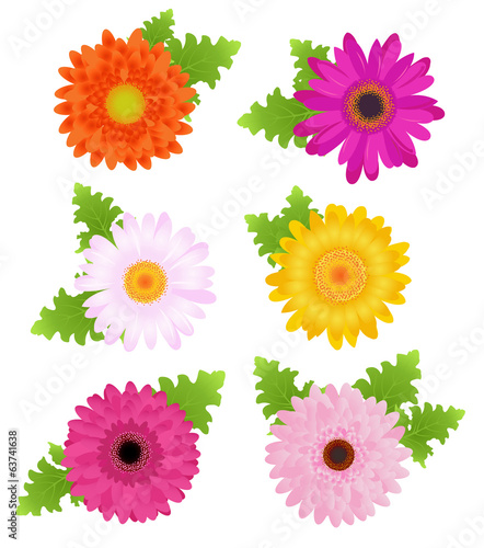 6 Colorful Daisies With Leaves, Isolated On White
