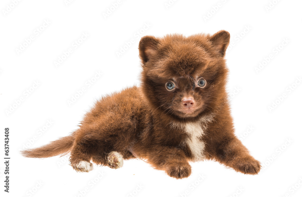 Obraz premium Pomeranian spitz puppy