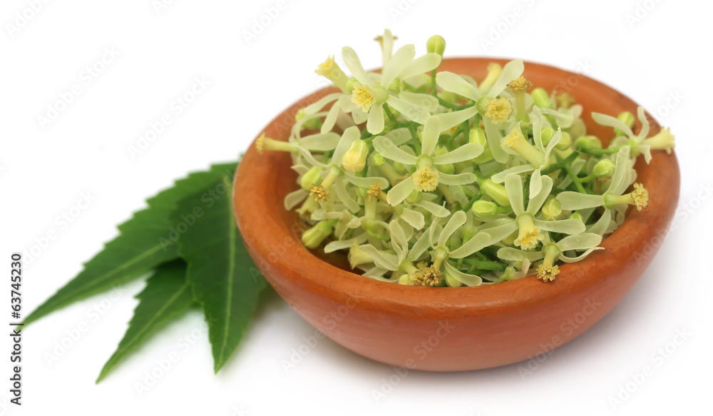 Medicinal neem leaves and flower Medicinal neem leaves and flower