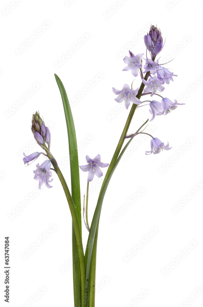 Bluebells Bluebells