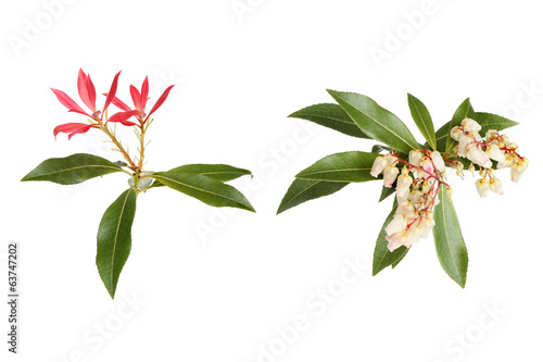 Pieris Japonica