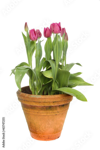 Tulips in pot