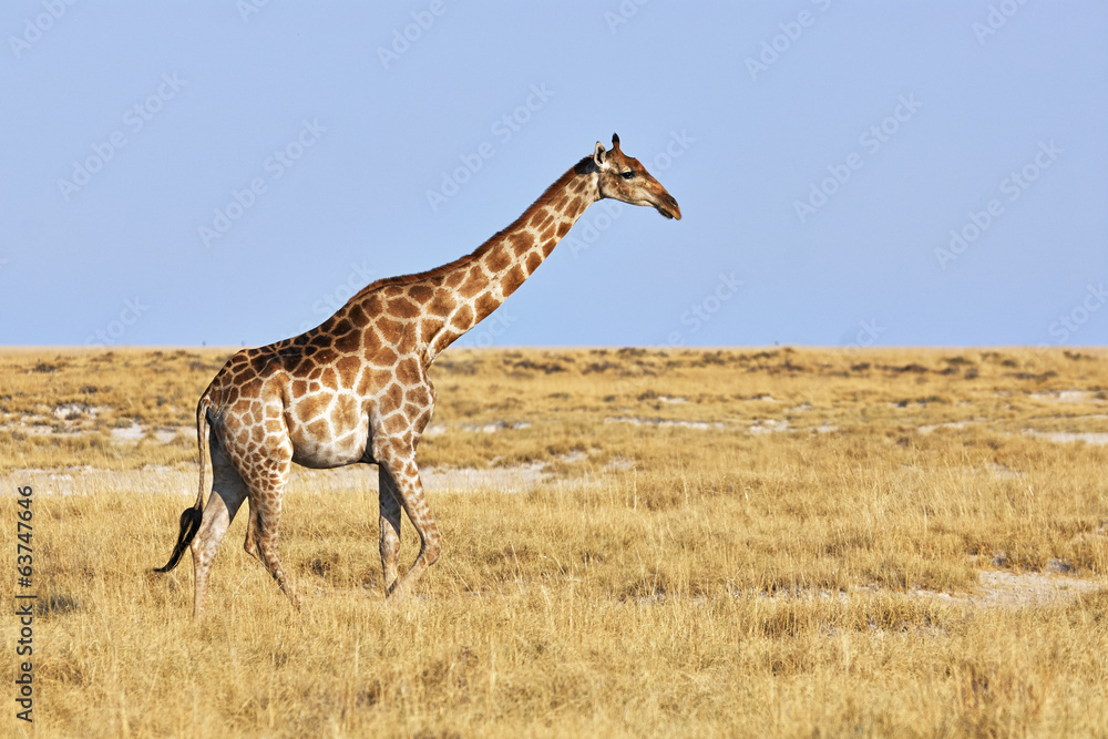 Obraz premium Giraffe walking