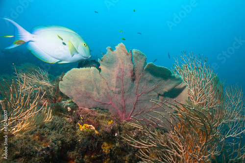 Photography Yellowfin Surgeonfish, Caño Island, Costa Rica