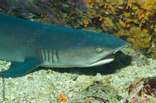 Close-up of a White-tip Reef Shark, Caño Island, Costa Rica