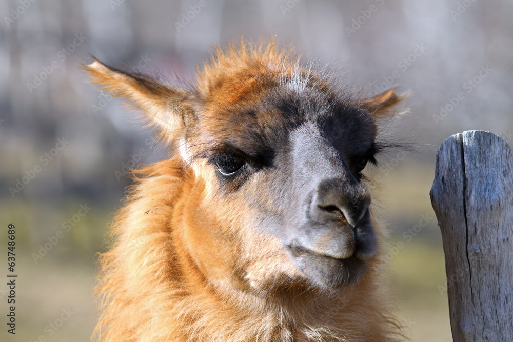 Fototapeta premium llama standing near farm fence