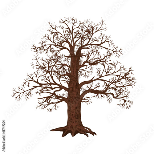 oak without leaves on a white background