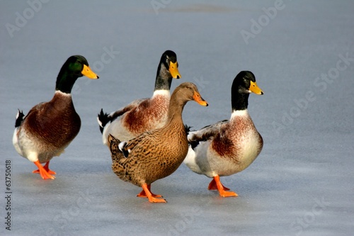 Four ducks walking on frozen lake