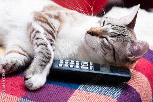 cat answering the phone