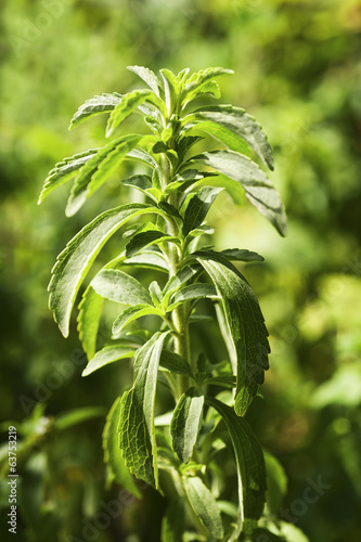 Stevia plant