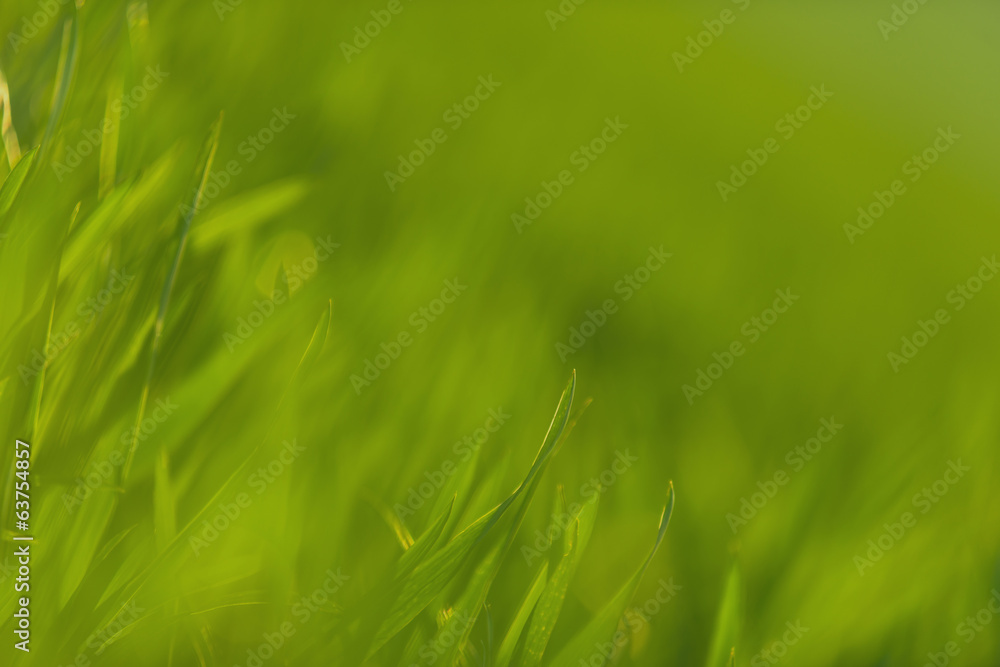 Green grass in artistic composition