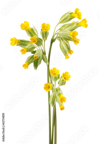 Cowslip flowers