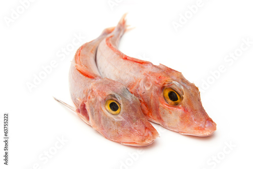 Gurnard fish isolated on white.