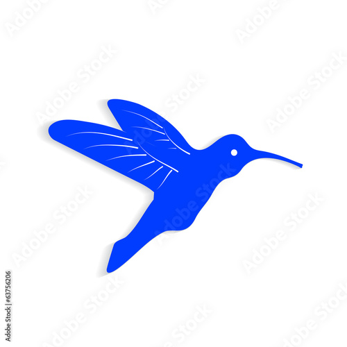 colibri on a white background