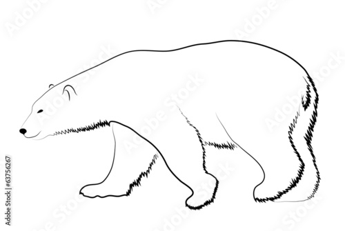 Polar bear on a white background