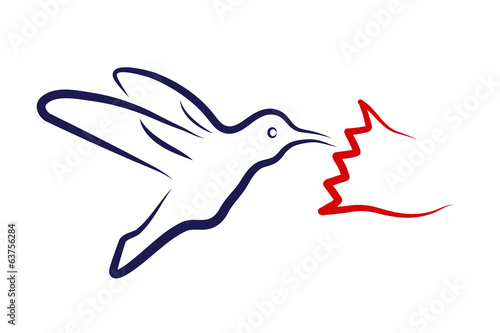 colibri on a white background