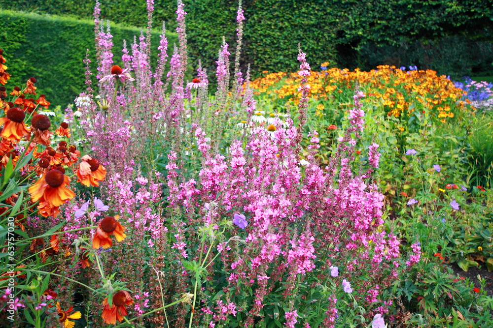 Various flowers in the garden