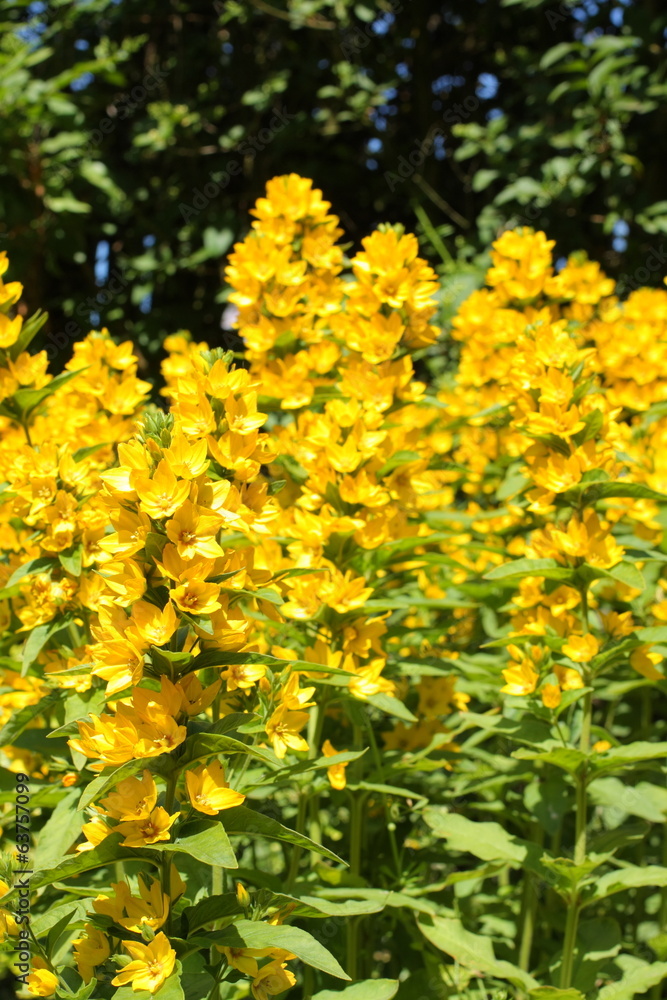 Fototapeta premium Loosestrife (Lysimachia punctata)