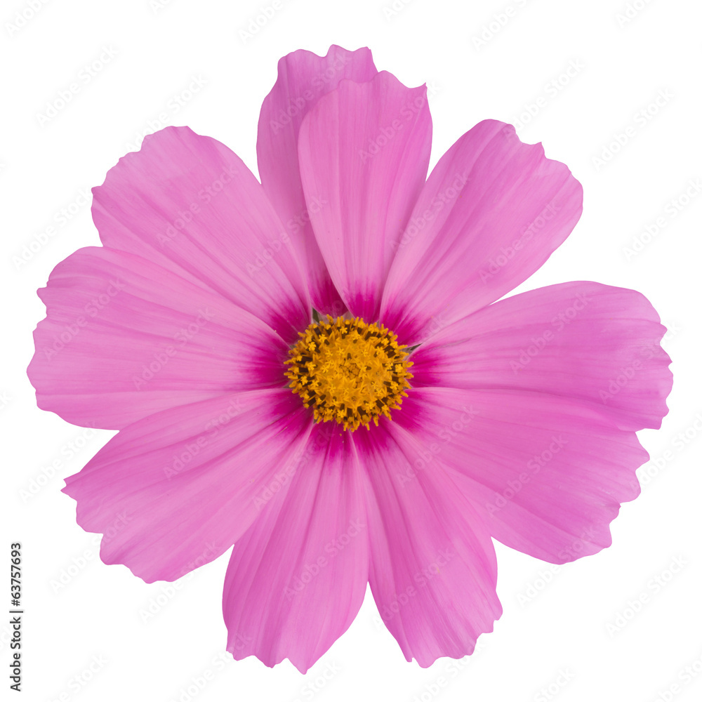 Cosmos flowers isolated on white background