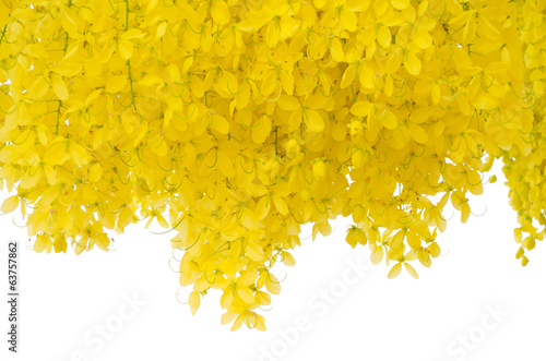 Fotografie Cassia fistula flower  isolated on white background