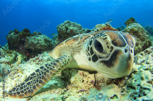 Green Sea Turtle  Chelonia mydas 