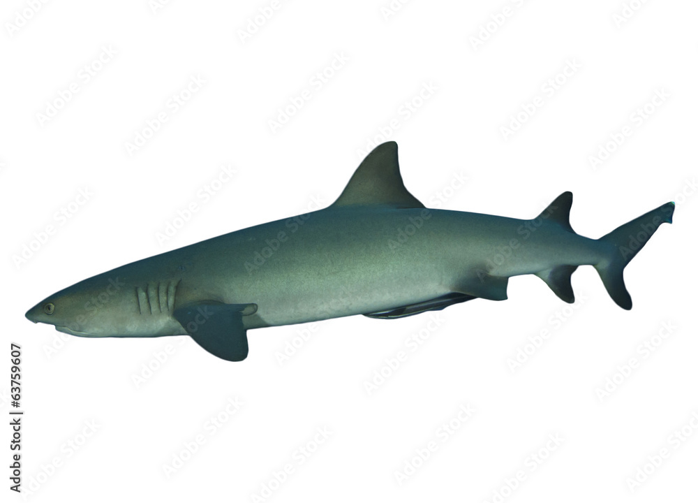 Fototapeta premium Rekin Whitetip Reef na białym tle