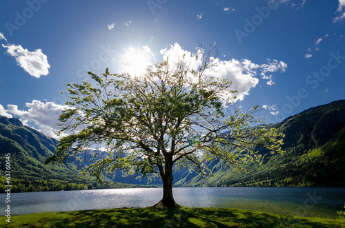 Photography Landscape with one tree and lake. Mountain view.
