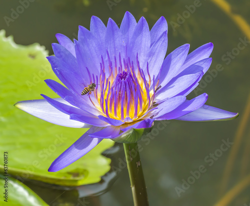 Water lily flower and bee macro with selective focused