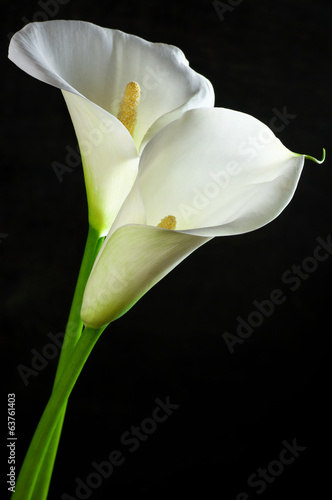 Fototapeta Naklejka Na Ścianę i Meble -  Calla lilies