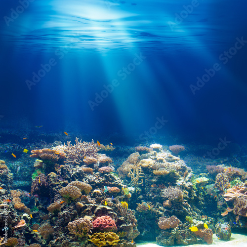 Fototapeta Naklejka Na Ścianę i Meble -  Sea or ocean underwater coral reef snorkeling or diving backgrou