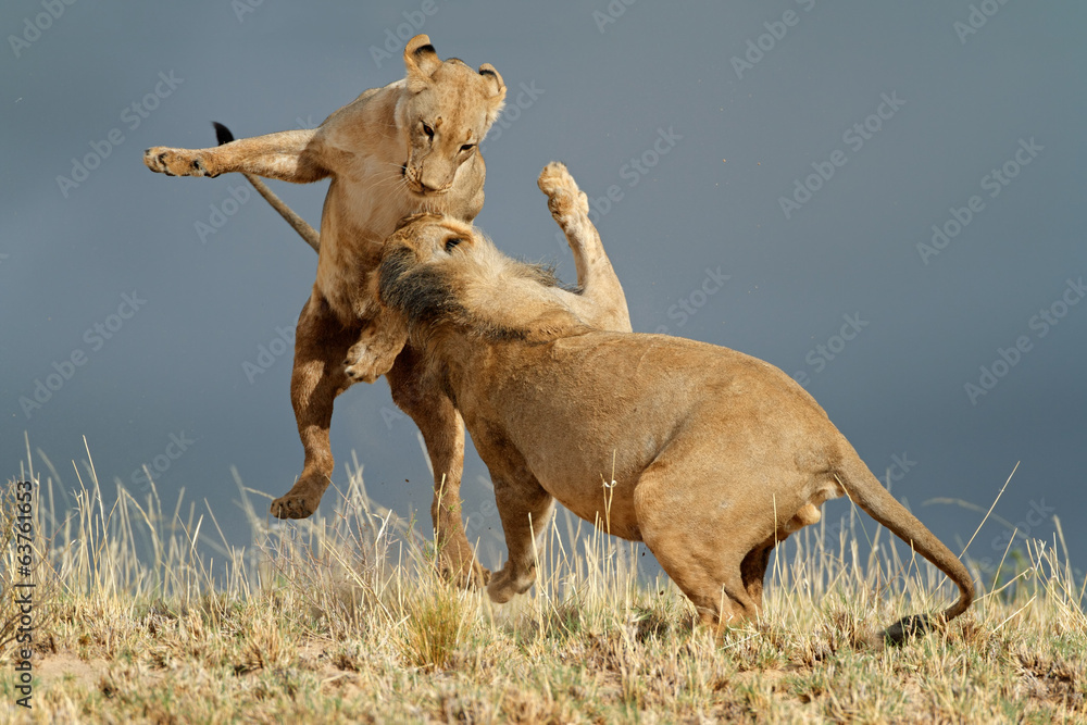 Naklejka premium Playful African lions, Kalahari desert